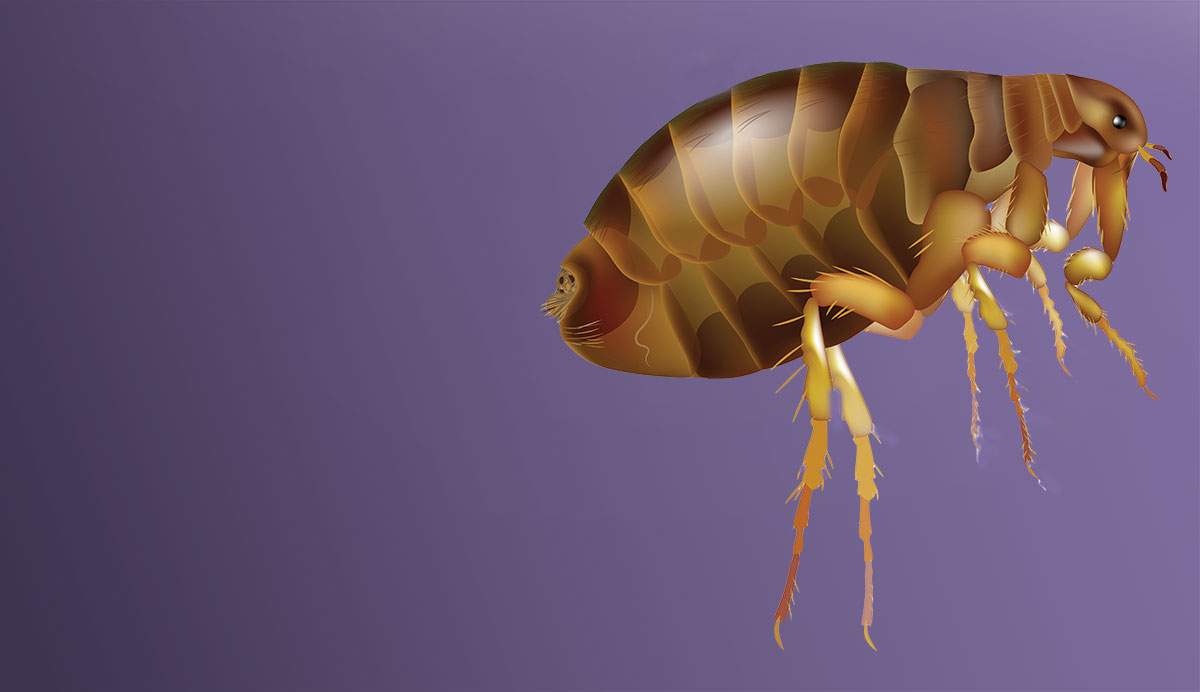 Flea Pest Control in Auckland.