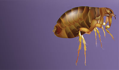 Flea pest control Auckland.