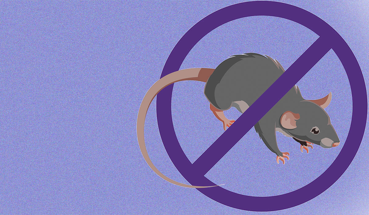 Professional rat exterminators in Auckland.