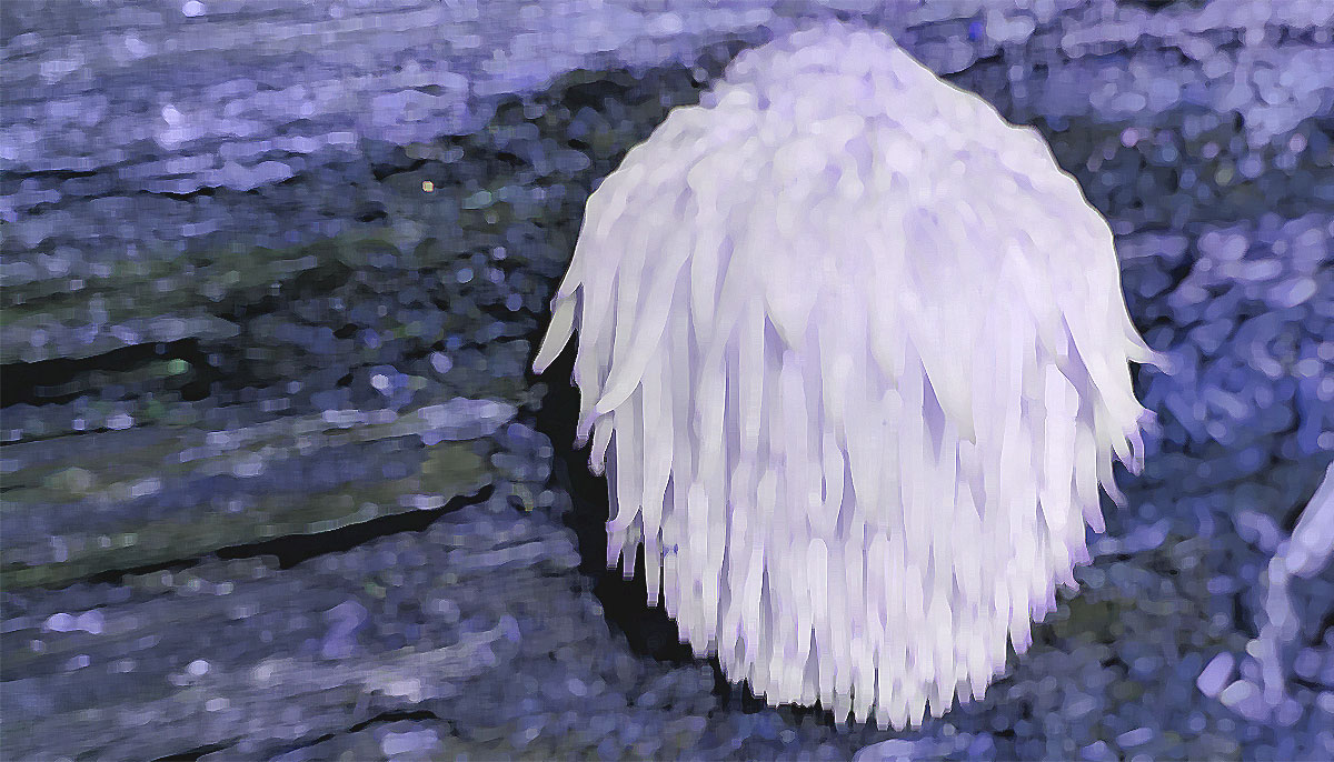 Unlock the Benefits of Lion’s Mane Powder.