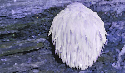 The Benefits of Lion's Mane Cognitive Superfood.