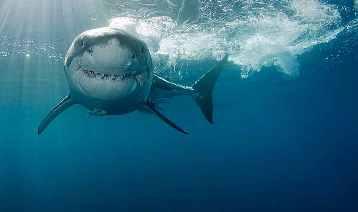 Digital Marketing Strategy SEO Search Engine Optimisation